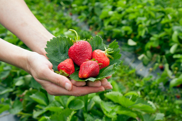 Strawberrys - Fotoğraf, Görsel