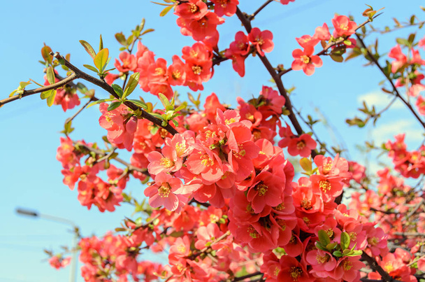 Chaenomeles japonica vaaleanpunaiset puiden kukat, maulen kvitteni
 - Valokuva, kuva