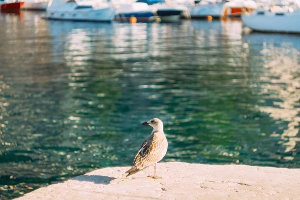Seagull on boat moorage. Close-up. In Montenegro, the Adriatic S - Foto, Bild