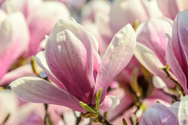 Magnolia pink blossom tree flowers, close up branch, outdoor - Photo, Image