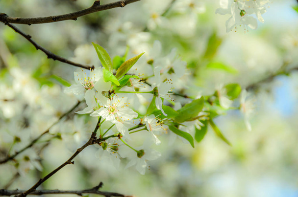 White flowers of Prunus cerasifera tree, cherry or  myrobalan - Photo, Image