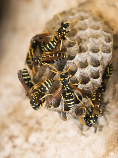 WASP гніздо
 - Фото, зображення