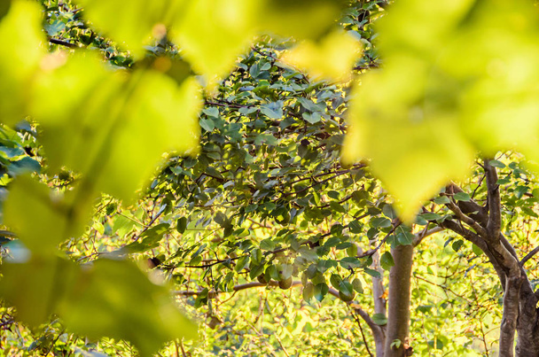 Green leaves tree background, texture, sun rays lights - Foto, Imagen