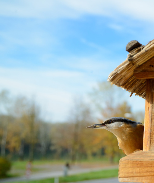 Sıvacı kuşu Besleyicide - Fotoğraf, Görsel