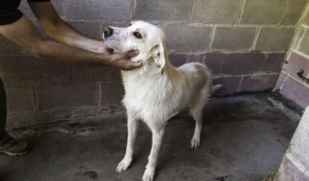Θλιβερή εγκαταλελειμμένοι σκύλοι - Φωτογραφία, εικόνα