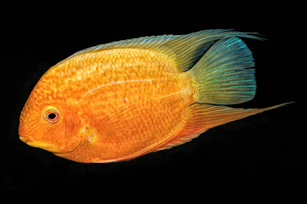 Cichlid fish (Heros sp.) на чёрном фоне
 - Фото, изображение