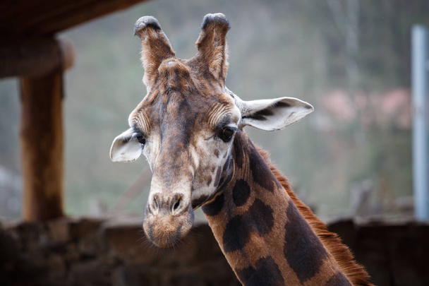Reticulated giraffe (Giraffa camelopardalis reticulata), also kn - Photo, Image