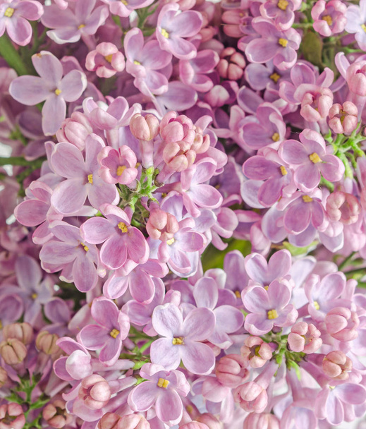 Roze, paars, Syringa vulgaris (lila of gemeenschappelijke Lila) - Foto, afbeelding