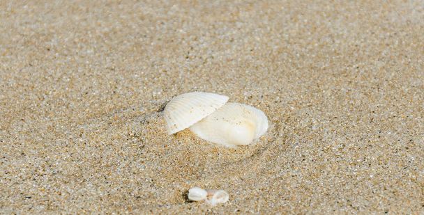 Sok típusú tengeri kagyló a tengerparti homok, Fekete-tenger parton, szöveg - Fotó, kép