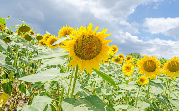 Field of yellow sunflowers, blue clouds sky, countryside, close  - Photo, Image