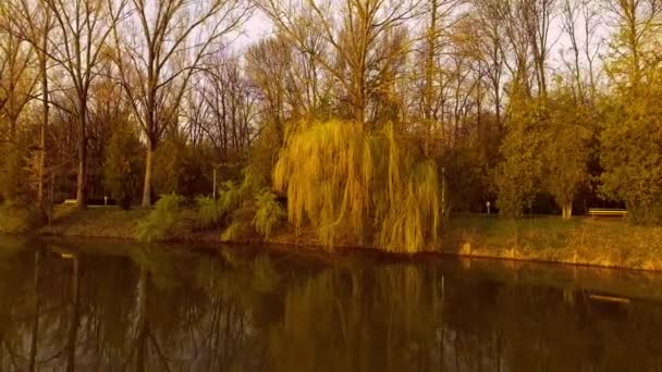 Λίμνη με ιτιά δέντρο στο ηλιοβασίλεμα - Πλάνα, βίντεο