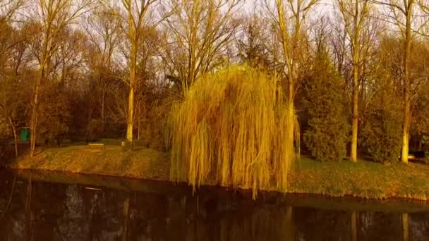 Gün batımında söğüt ağacı ile göl - Video, Çekim