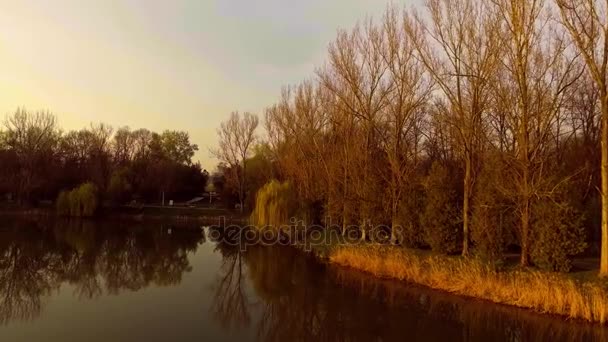 Jezero s willow tree při západu slunce - Záběry, video