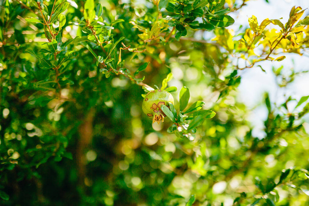 В середньому плоди граната на дереві в Monteneg зелений - Фото, зображення