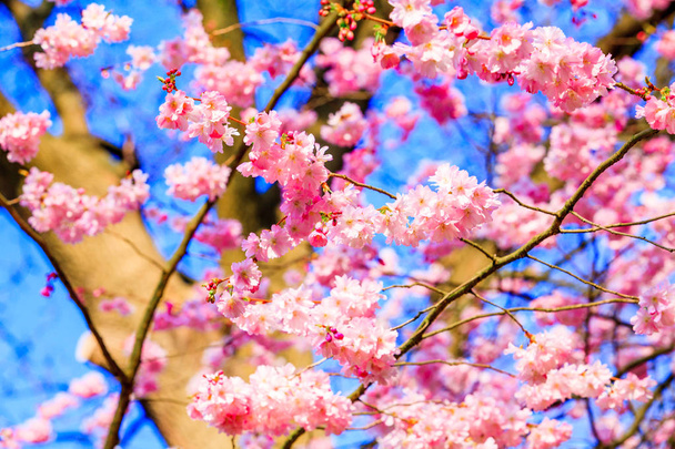 Sakura flowers blooming. Beautiful pink cherry blossom - Fotó, kép
