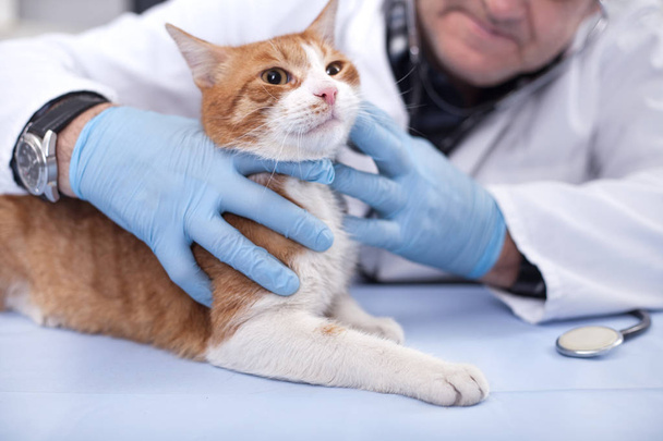 vet examines domestic cat - 写真・画像