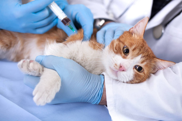 vaccino per gatti per la protezione preventiva dalle malattie
 - Foto, immagini