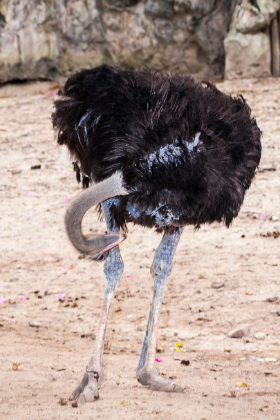 Ostrich bird cleanings its legs - 写真・画像