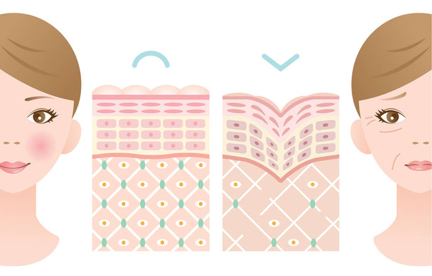 comparison of young and old skin - Vector, Image