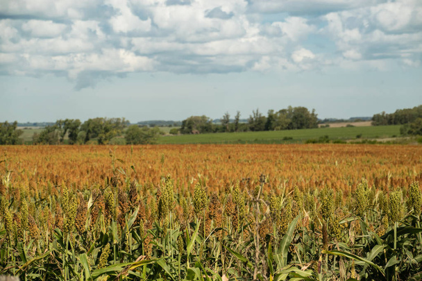 Extensive cornfield under semi-cloudy sky. - Fotoğraf, Görsel