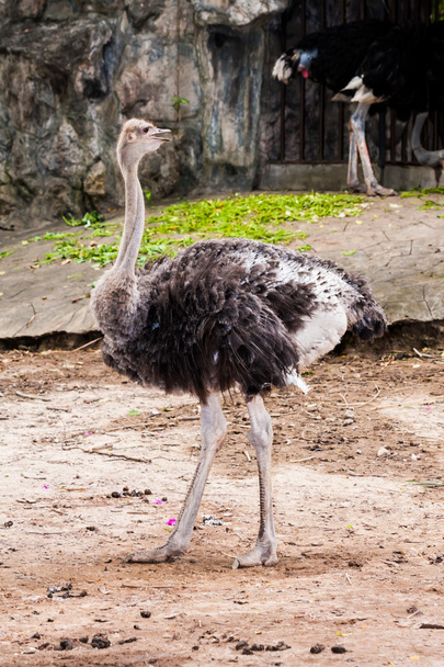 Ostrich bird standing in zoo - Foto, Imagen