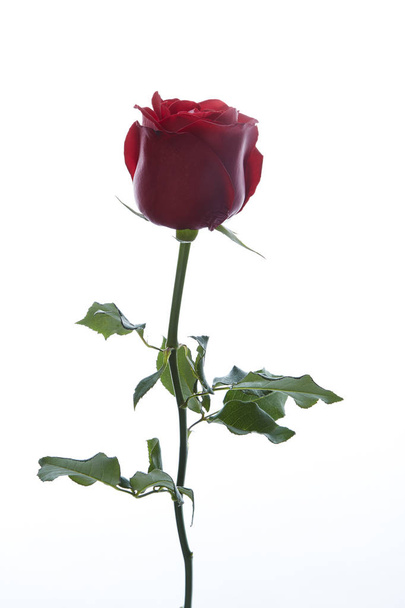 beautiful red rose - Zdjęcie, obraz