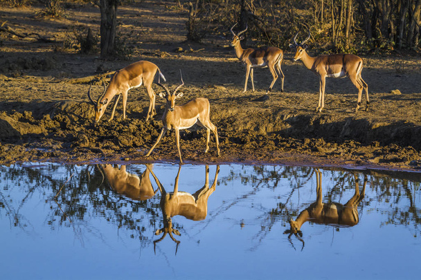 Common Impala in Kruger National park, South Africa - Photo, Image
