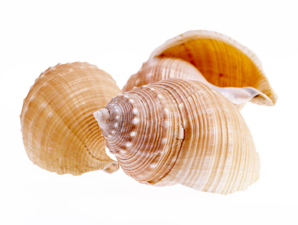 Conchas de caracoles marinos aislados sobre fondo blanco de cerca
 - Foto, imagen