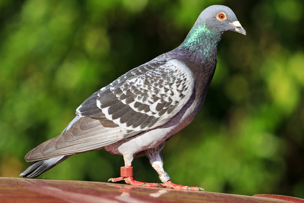 mail sport pigeon with rings on the legs - Photo, Image
