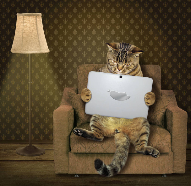 Cat with tablet on armchair - Fotoğraf, Görsel