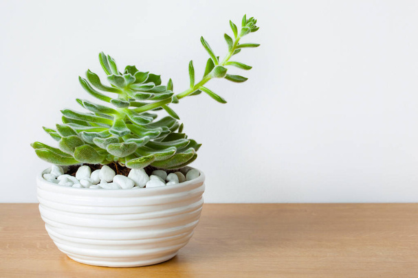 pianta d'appartamento Echeveria leucotricha in vaso bianco
 - Foto, immagini