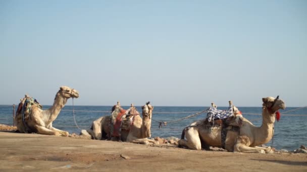 Kolme kamelia makaa maassa hidastettuna.
 - Materiaali, video