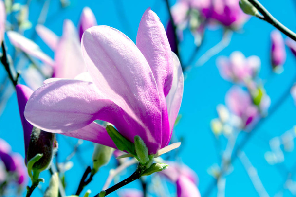  vaalean vaaleanpunainen magnolia kukka
  - Valokuva, kuva