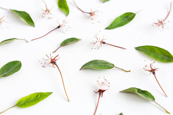 white background filled with uniformly but symmetrically arranged sakura flowers and leaves. Flat lay. top view. concept of spring, lightness and elegance. - Fotoğraf, Görsel