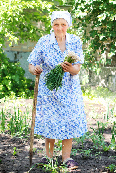 Старша жінка працює в саду
. - Фото, зображення
