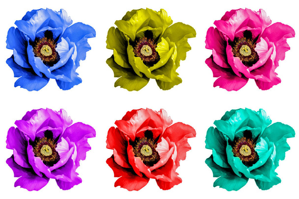 Pack van gekleurde surrealistisch poppy bloemen macro geïsoleerd op wit - Foto, afbeelding