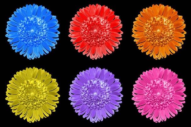 Πακέτο χρωματιστό σουρεαλιστική φαντασία macro λουλούδια απομονώνονται σε μαύρο - Φωτογραφία, εικόνα