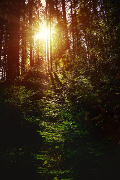 Sonnenstrahlen scheinen durch die Bäume im Wald - Foto, Bild