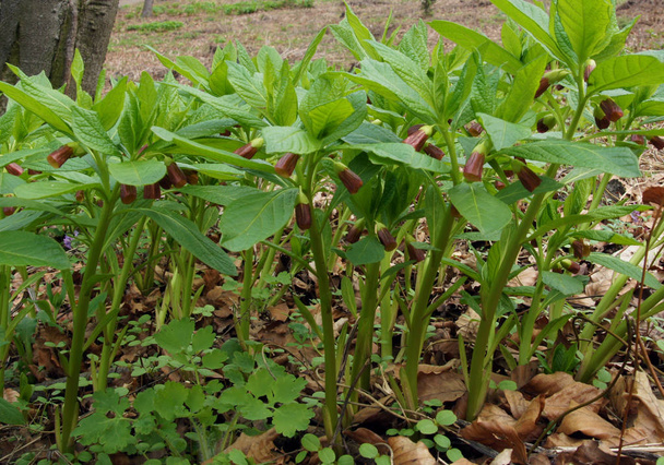 Kvetoucí Scopolia carniolica - Fotografie, Obrázek