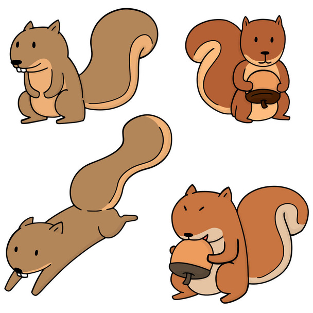 Vektorsatz von Eichhörnchen - Vektor, Bild