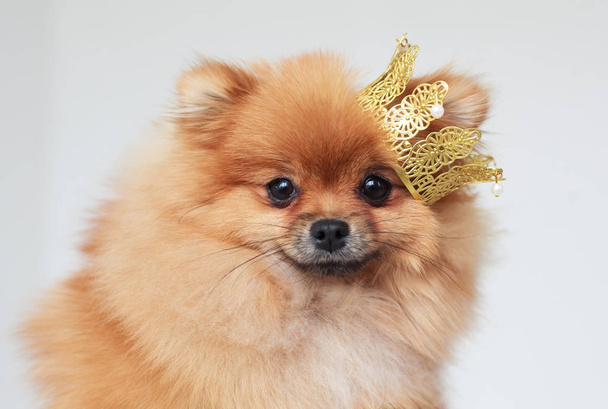 Portrait of a Pomeranian Spitz with a crown on head. - Photo, Image