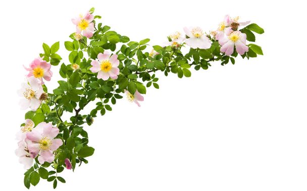 Rosa mosqueta flor aislada
  - Foto, Imagen