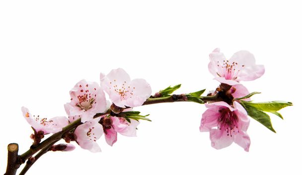 Sakura λουλούδια απομονωμένες  - Φωτογραφία, εικόνα