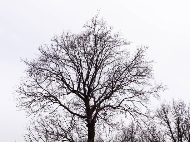 Bare tree on a white background. Silhouette against the sky. - Photo, image