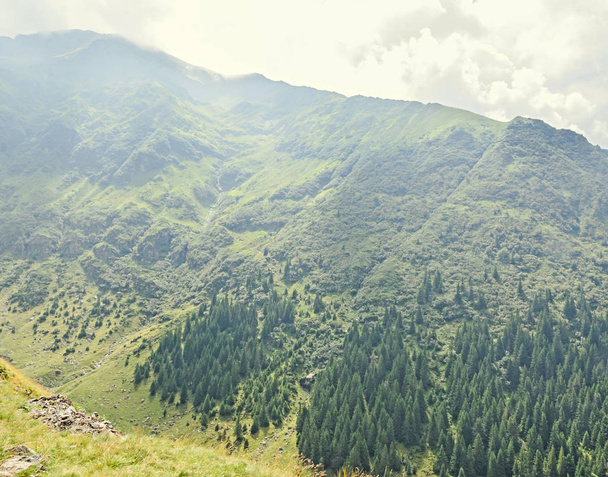 Montagnes des Carpates, collines de Fagaras avec pins forestiers verts
 - Photo, image