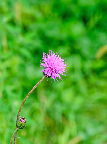 Carduus nutans kukka, yleisnimiä myskisieni
 - Valokuva, kuva
