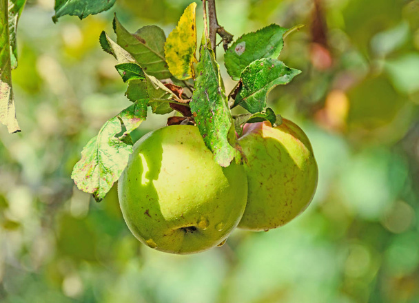 Czerwone, żółte jabłko owoce w drzewie, gałąź drzewa jabłko - Zdjęcie, obraz