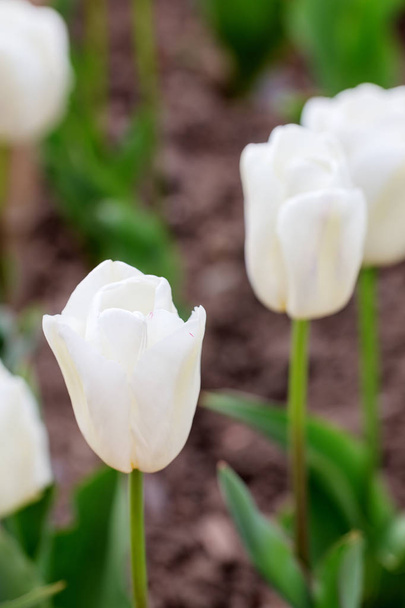 white tulips in garden - Zdjęcie, obraz