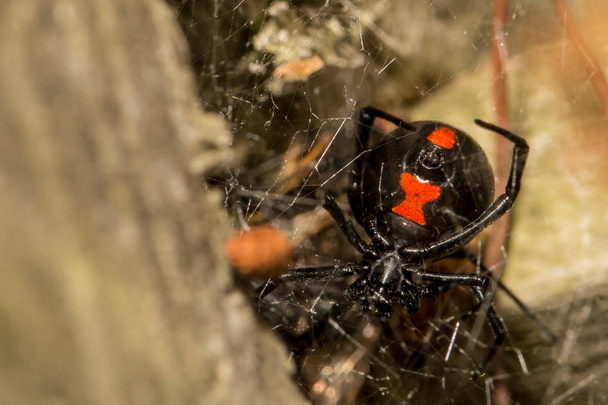 Zwarte weduwe spin - Foto, afbeelding