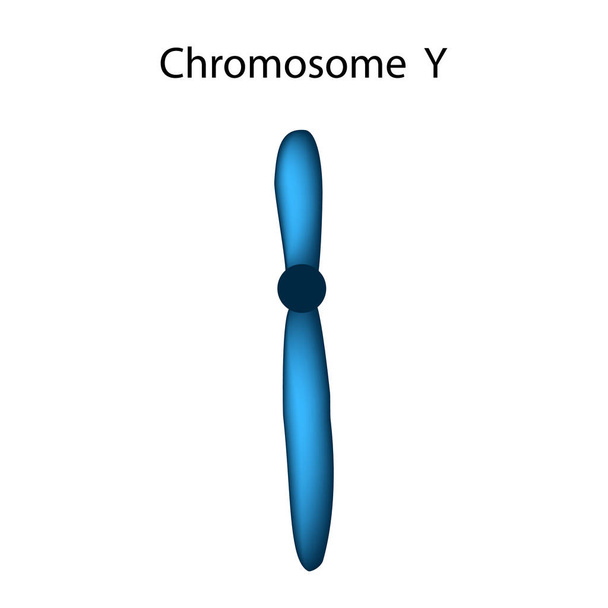 Структура хромосомы Y. Инфографика. Векторная иллюстрация на изолированном фоне
. - Вектор,изображение